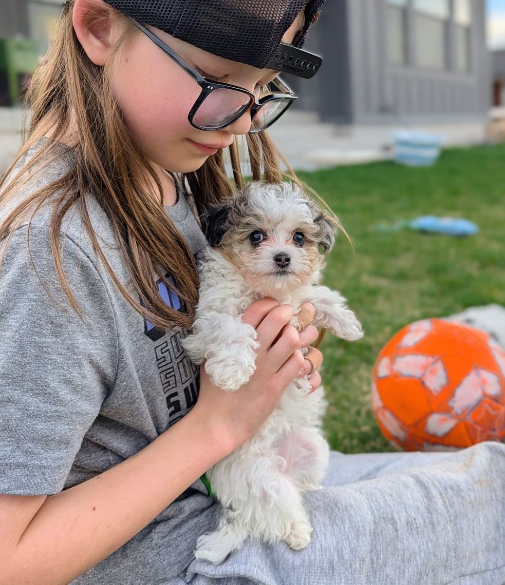 The Sweetest Tiny Toy Labradoodle Girl, 4-7lbs