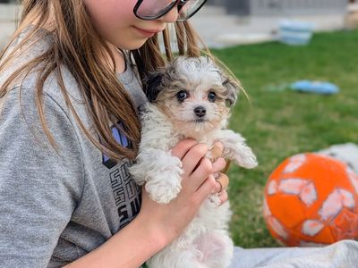 The Sweetest Tiny Toy Labradoodle Girl, 4-7lbs