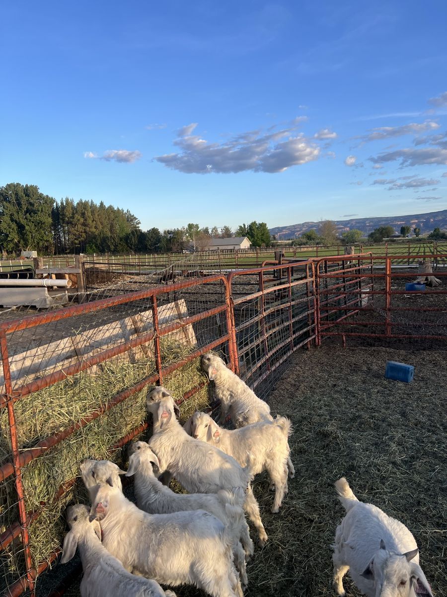 Full blood registered savanna goats for sale