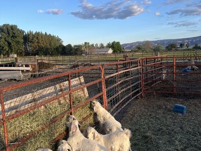 Full blood registered savanna goats for sale