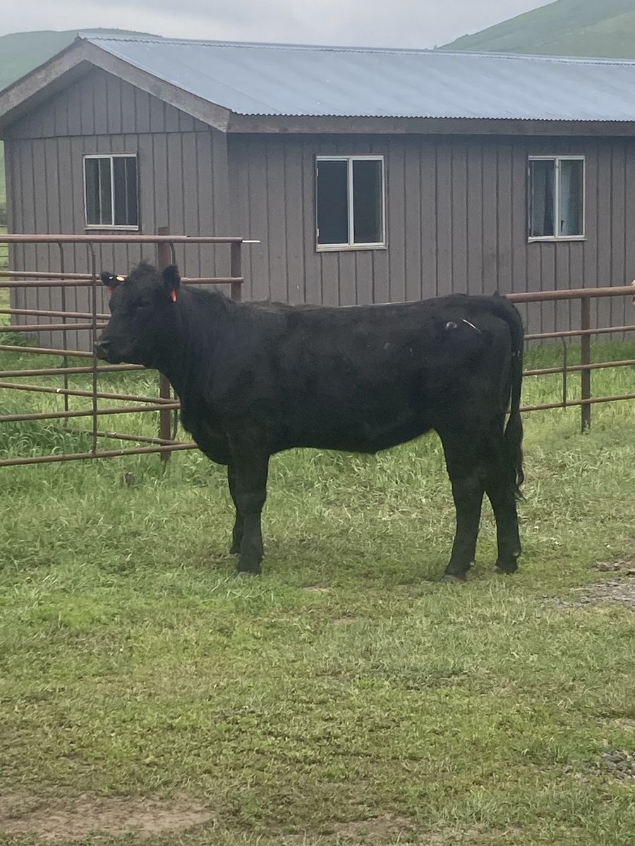 AI Bred Heifers