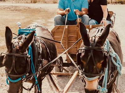 Mini Mule Team