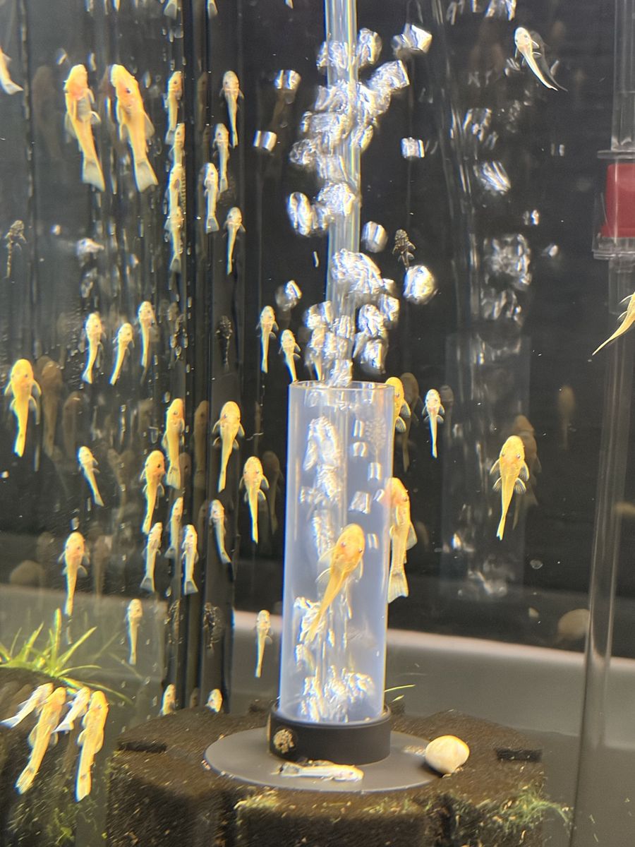 Blue Eye Lemon Bristlenose Pleco