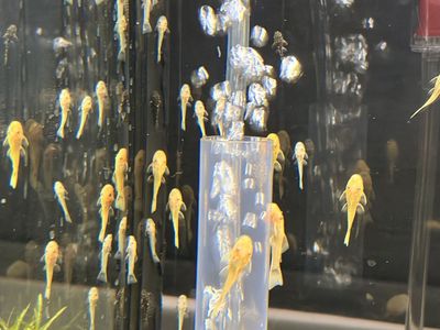 Blue Eye Lemon Bristlenose Pleco