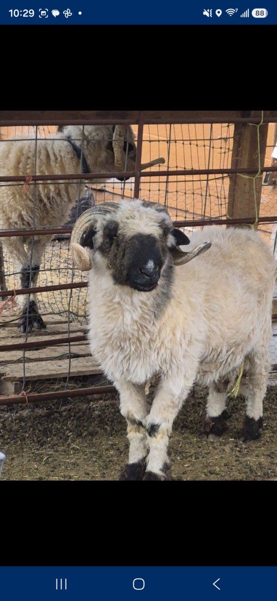 valais blacknose ram, intact and proven