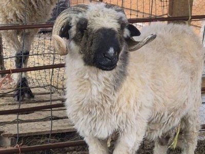 valais blacknose ram, intact and proven