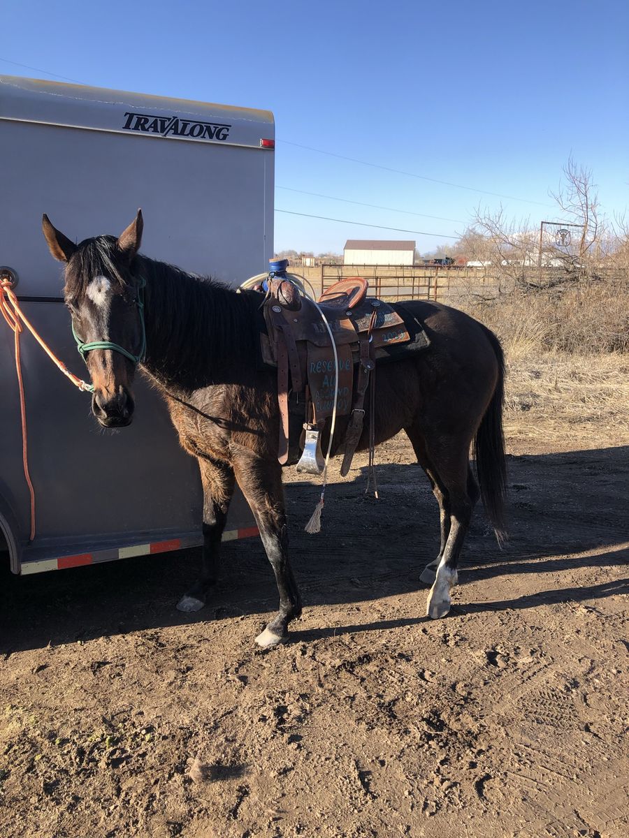 Paper thurbreed mare