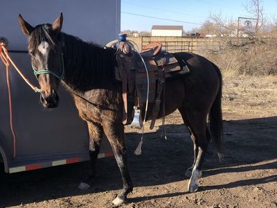 Paper thurbreed mare