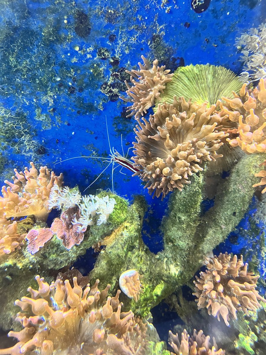 Salt water fish and inverts for sale