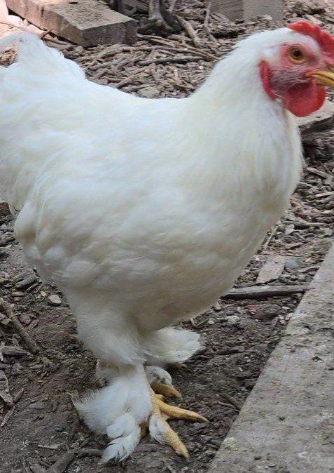 several roosters