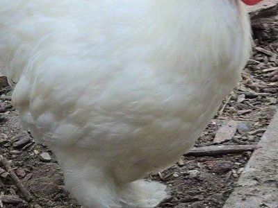 several roosters