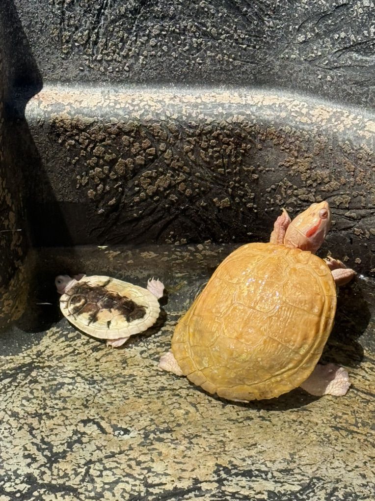 Main image 2