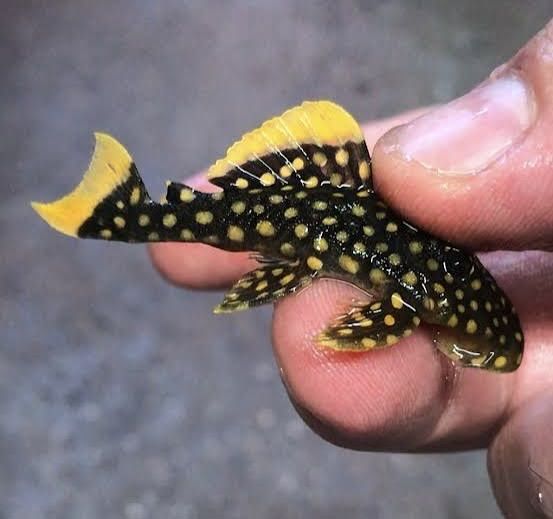 L-18 gold nugget Pleco