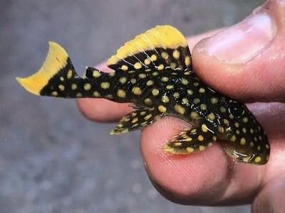 L-18 gold nugget Pleco
