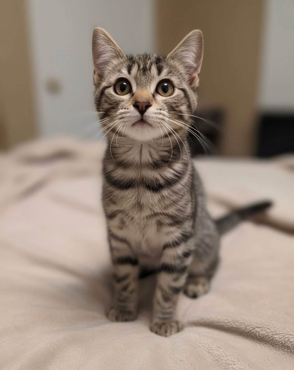 DOMESTIC SHORTHAIR