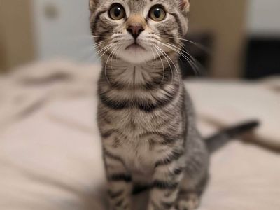 DOMESTIC SHORTHAIR
