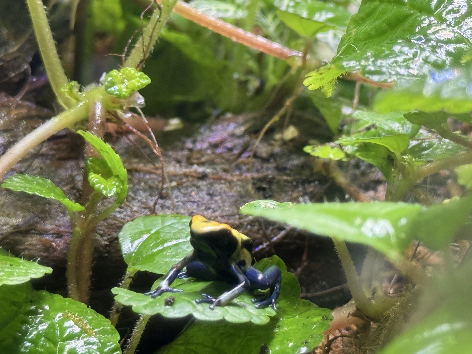 Adult/Juvenile Dendrobates tinctorius & Terrarium