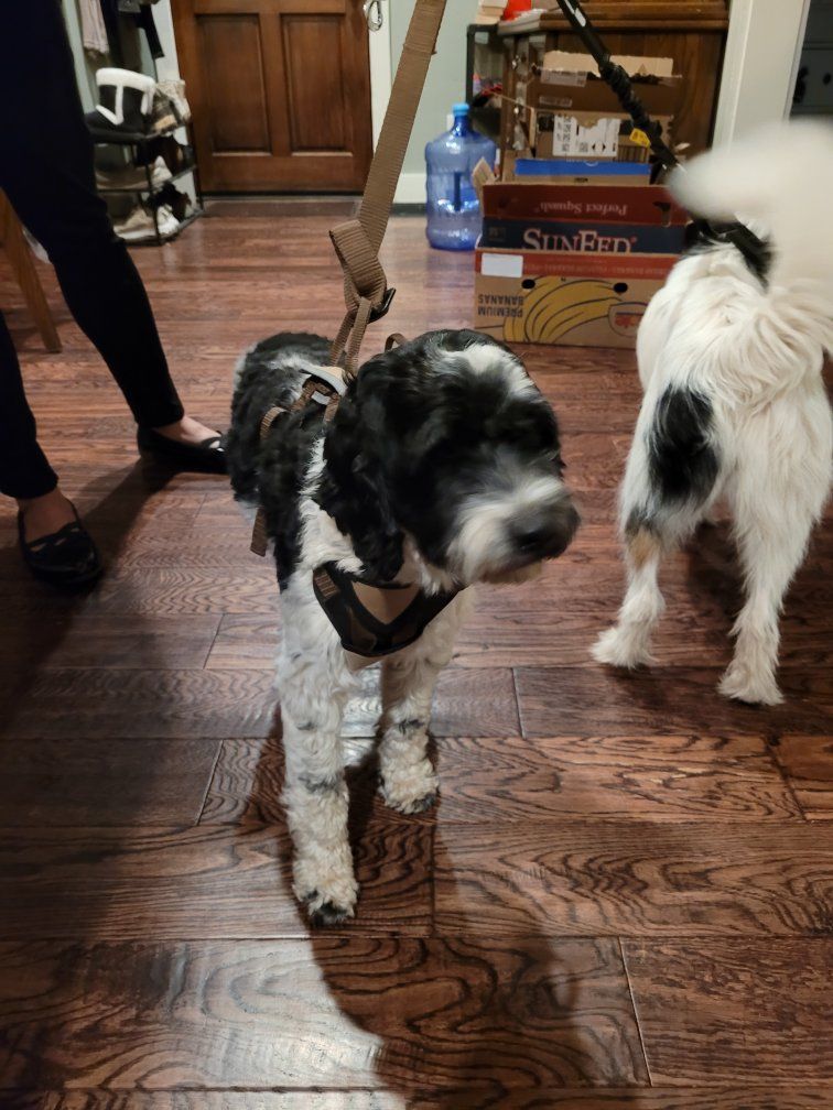 Found Dogs