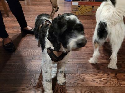 Found Dogs