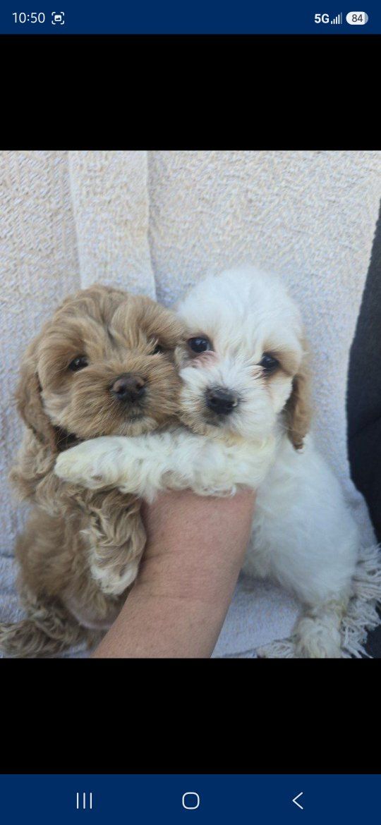 Cockapoo Female