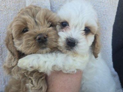Cockapoo Female