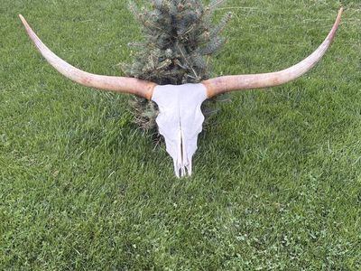 Longhorn