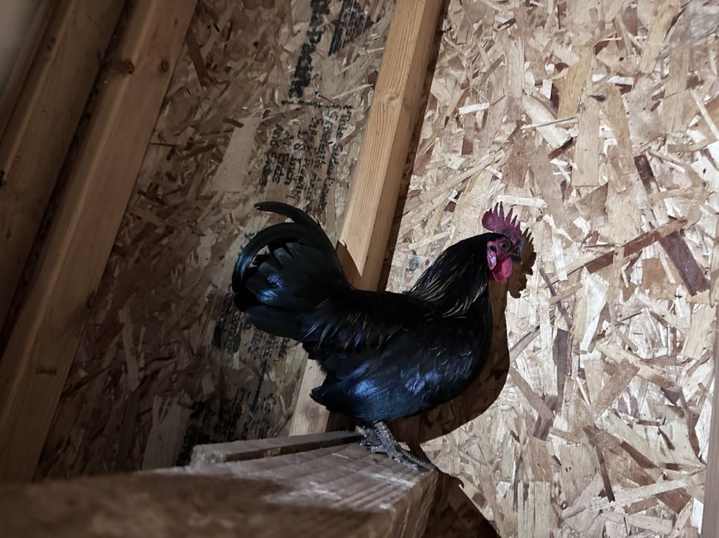 Serama Roosters