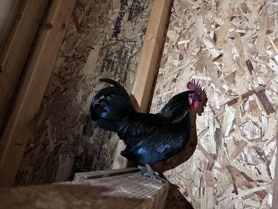 Serama Roosters