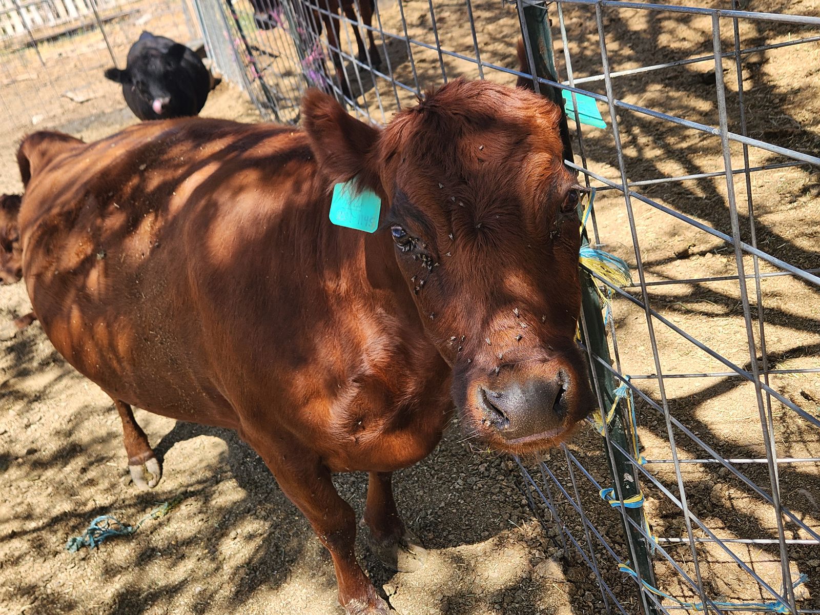Dexter milk cow