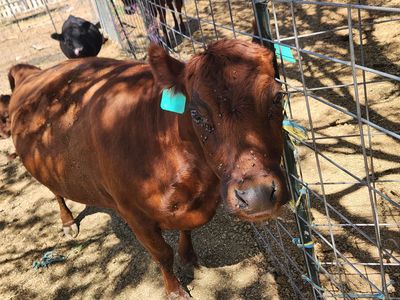 Dexter milk cow