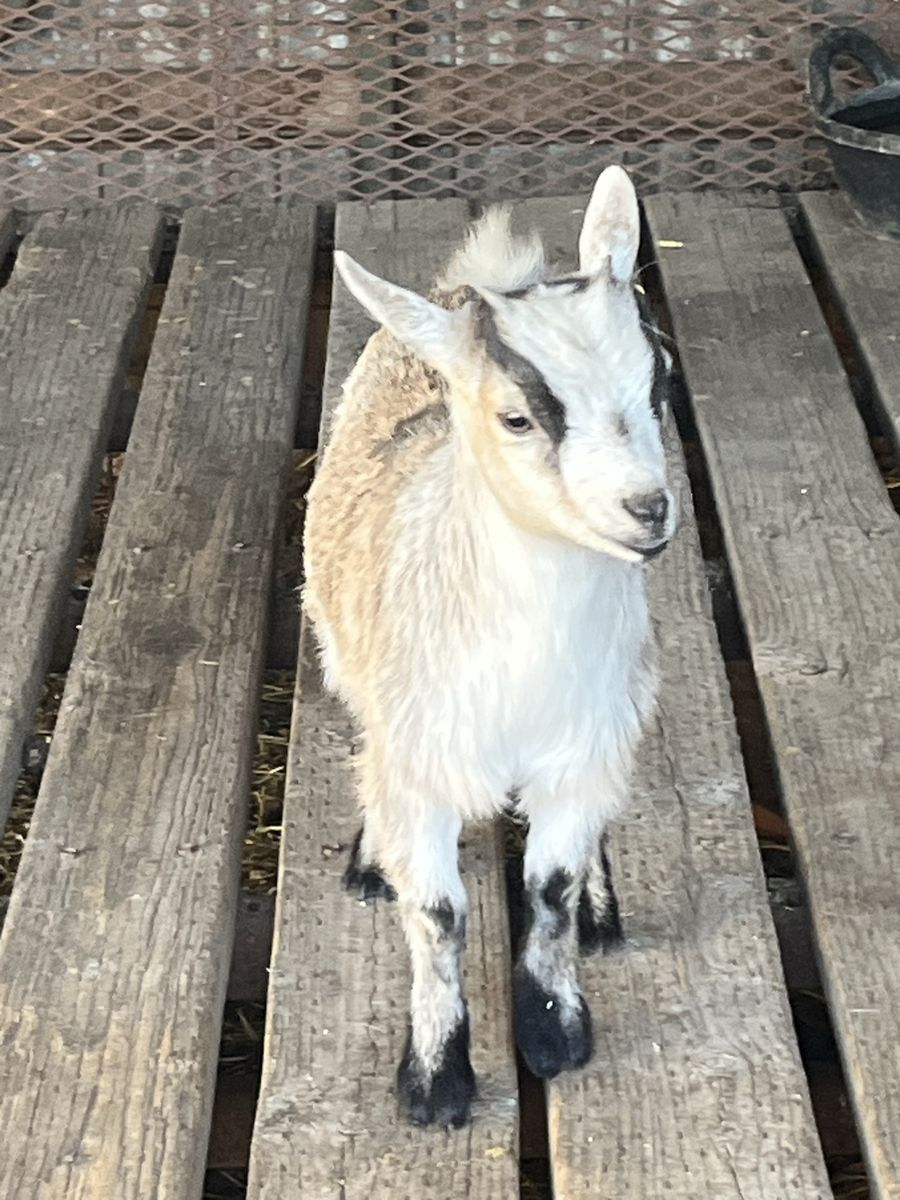 Pygmy/Nigerian dwarf doe