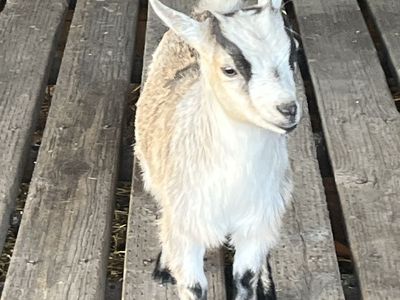 Pygmy/Nigerian dwarf doe