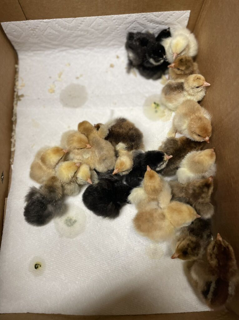 Bantam Cochin Chicks Assorted Colors