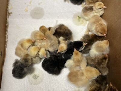 Bantam Cochin Chicks Assorted Colors