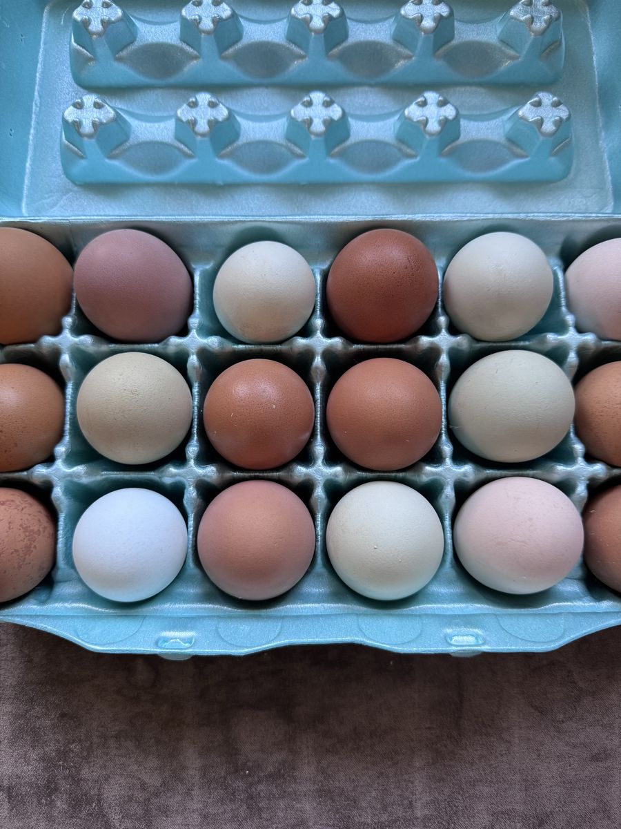 Fresh  Eggs - Assorted Color Dozen