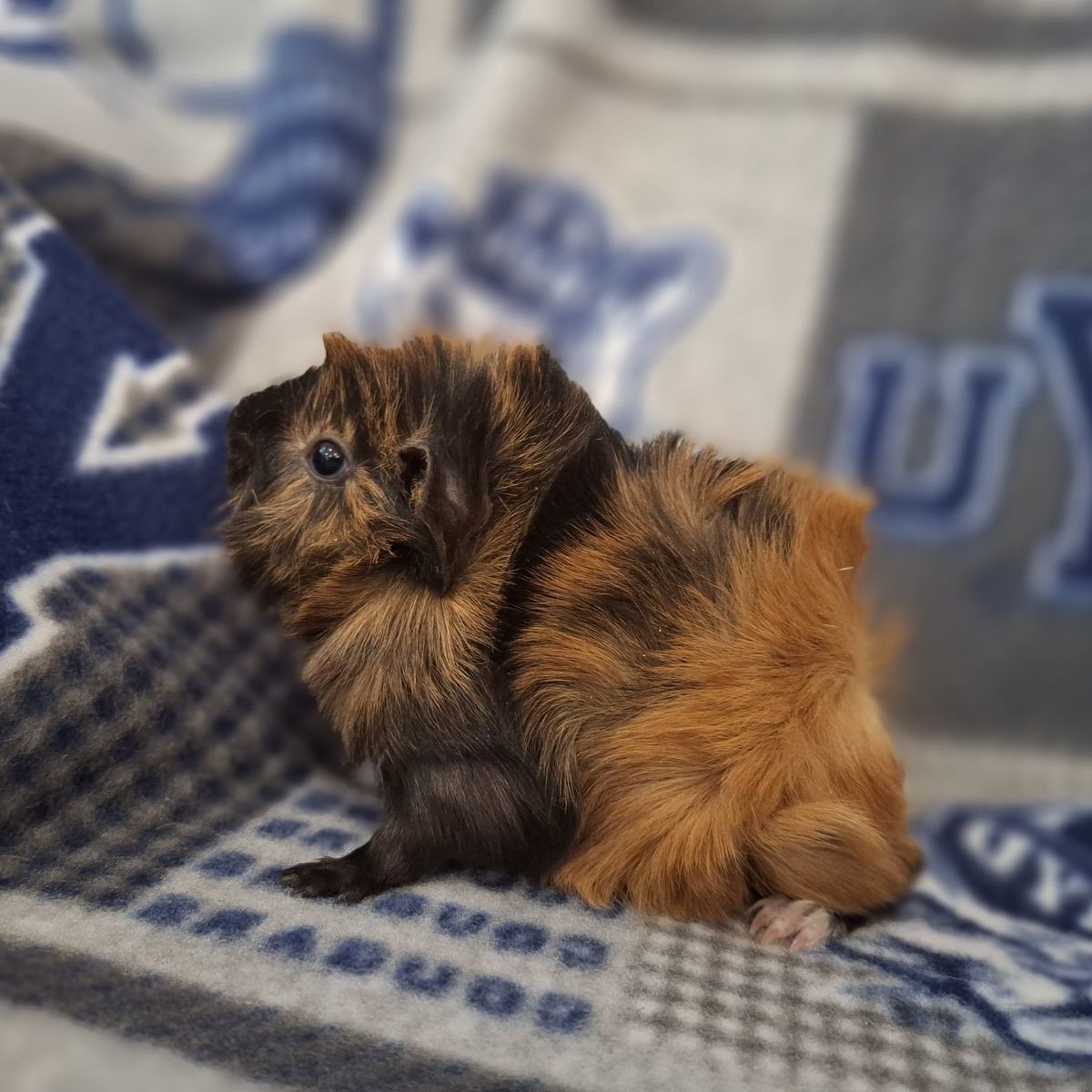 Baby Guinea Pig: Gideon
