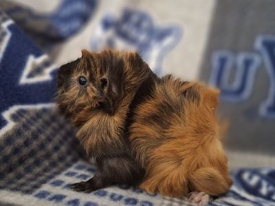 Baby Guinea Pig: Gideon