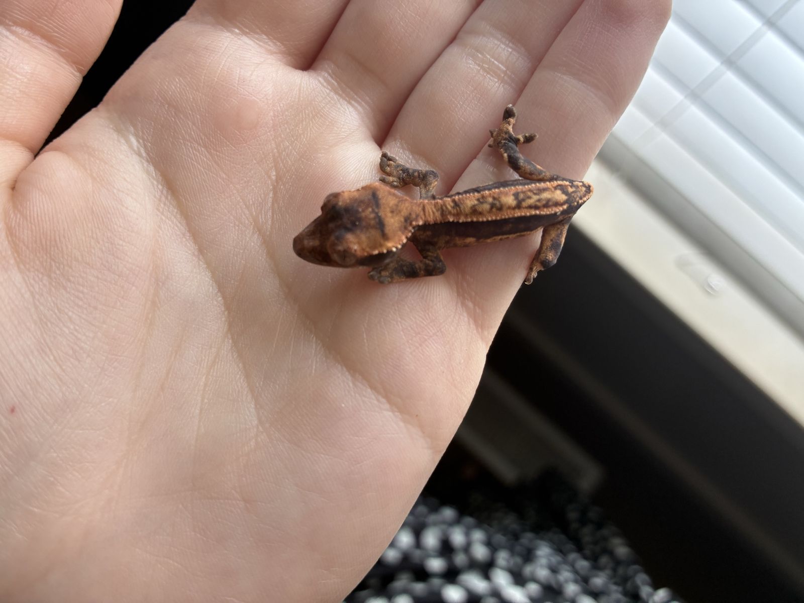 Harlequin Partial Pinstripe Baby Crested Gecko