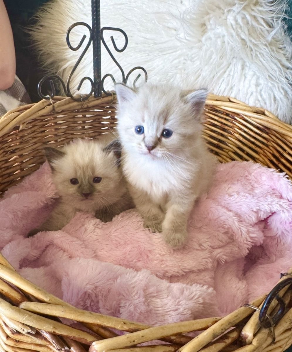 READY! Gorgeous Affectionate RAGDOLL kittens--SUPER SWEET/STAY SMALL-Do tricks--less allergenic/shed less!