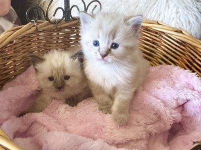 READY! Gorgeous Affectionate RAGDOLL kittens--SUPER SWEET/STAY SMALL-Do tricks--less allergenic/shed less!