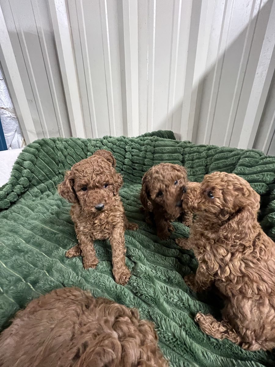 Red Miniature Poodles AKC
