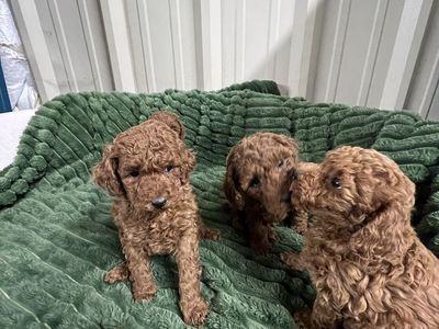Red Miniature Poodles AKC