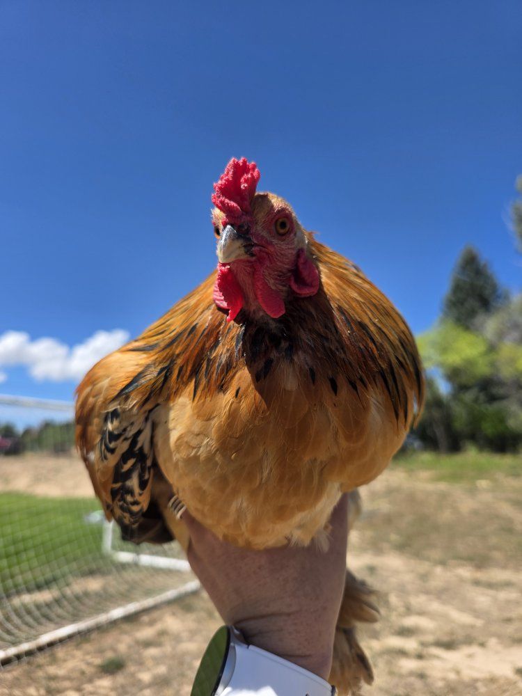 Bantam Buff Brahma Rooster