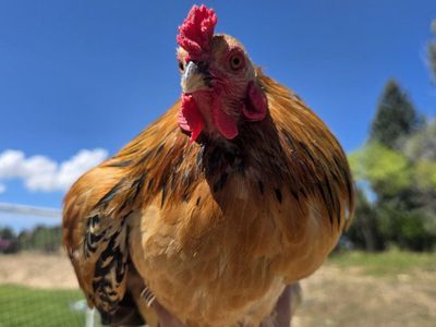 Bantam Buff Brahma Rooster