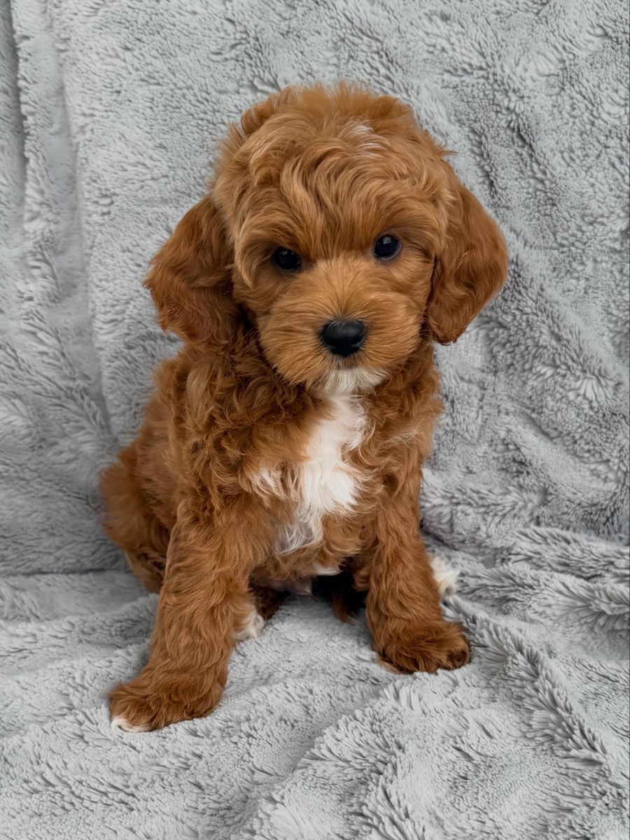 Adorable Mini Goldendoodle Puppies - Ready for Their Forever Homes!