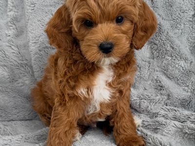 Adorable Mini Goldendoodle Puppies - Ready for Their Forever Homes!