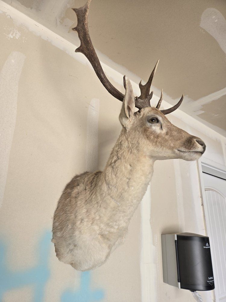 Taxidermy Fallow Deer Head Shoulder Mount