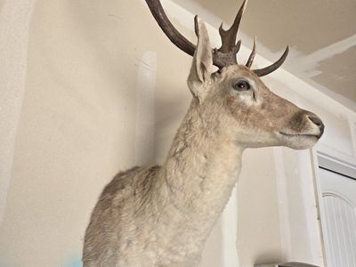 Taxidermy Fallow Deer Head Shoulder Mount
