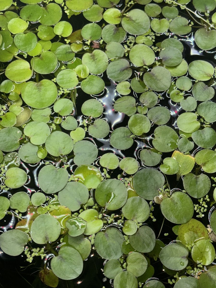 Aquarium Floating Plant Bundle
