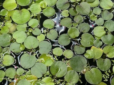 Aquarium Floating Plant Bundle